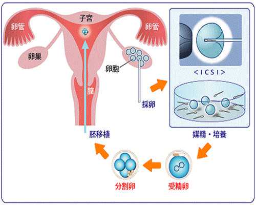 上海搞供卵试管的中介,上海有能做供卵三代试管婴儿的私立医院吗?