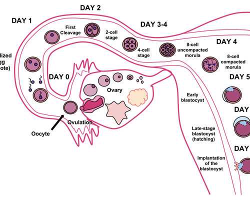 甘肃定西能不能做二代试管婴儿，成功率高不高？