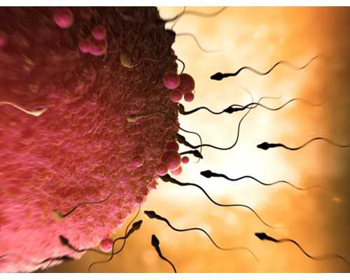 甘肃哪里可以冷冻卵子,甘肃供卵试管费用多少钱