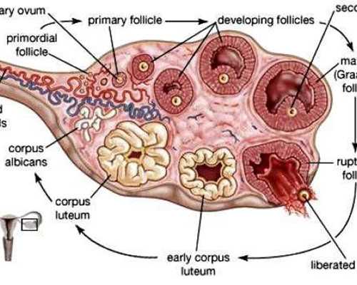 武汉代怀方法有哪些 2023武汉同济医院可以做三代试管婴儿吗?附湖北三代试管