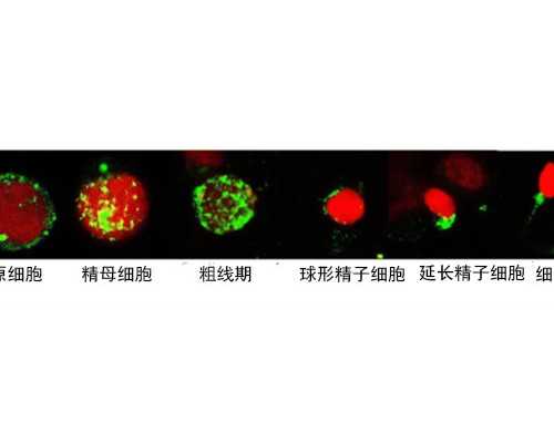 甘肃助孕费用，甘肃试管成功率高的医院推荐