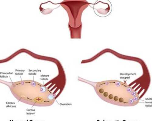 武汉代孕去哪里最好,武汉协和做试管费用(武汉协和2024试管费用)