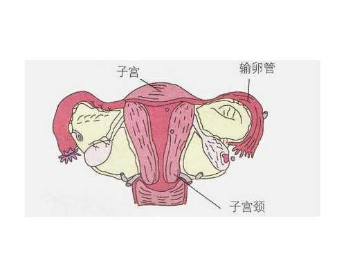 武汉最大的助孕公司优贝贝怎么找,武汉最大的助孕公司