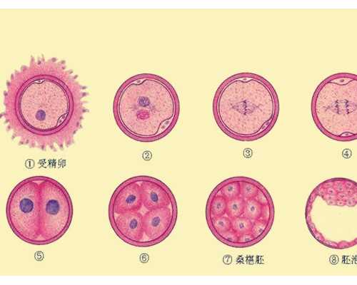 多囊卵巢2年,在甘肃酒泉做试管婴儿成功率有多高?