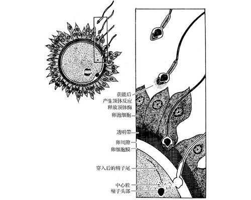 甘肃医科大学第三医院做试管要多少钱?,甘肃中山一院做三代试管婴儿取卵全流
