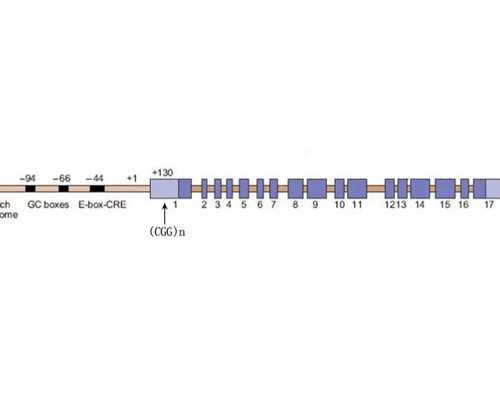 武汉最靠谱代生,湖北省人类精子库自存流程,武汉捐精条件