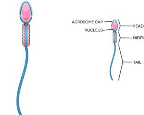 武汉市妇女儿童医疗中心生殖医学中心,武汉市妇女儿童医疗中心