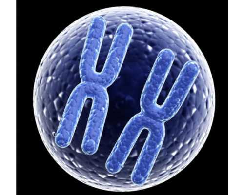 兰州借卵试管 兰州冻卵的费用是多少 ‘孕三个月肚型看男女’