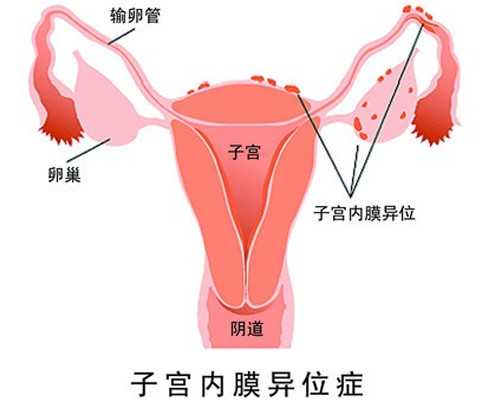 武汉供卵试管费用明细,薅慜武汉供卵费用