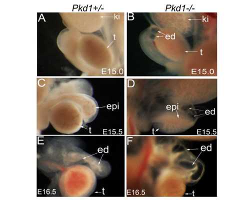 河南前10名大学有哪些？求贤若渴的武汉，能引来985大学吗？