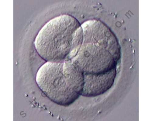 杭州供卵产子价格 杭州市妇幼保健院 ‘怀孕是女孩的最准确症状有’