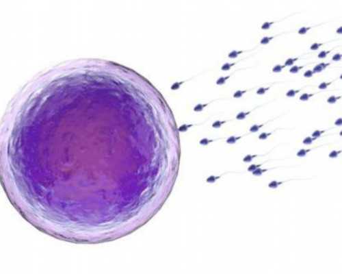 苏州购买卵子 苏州试管婴儿双胞胎花费试管婴儿成功概率有多大？ ‘怀闺女的