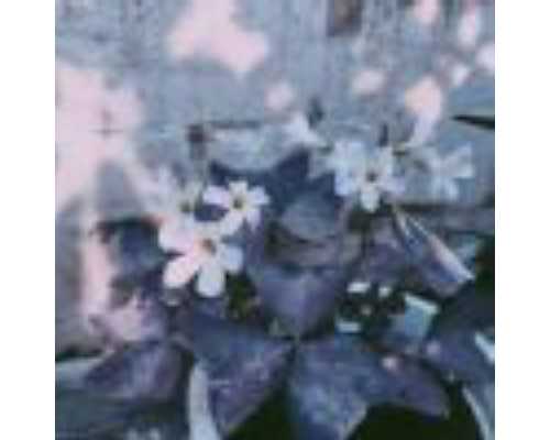 杭州单身女找代孕 杭州流动人口婚育证明办理材料 ‘怀孕28周男宝宝b超图’