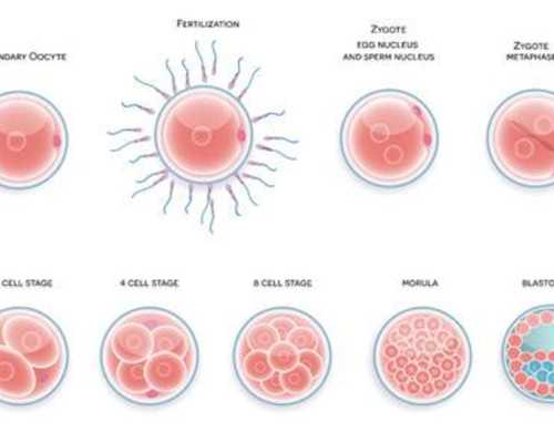武汉三代试管包生男孩价格(武汉地下三代试管包生男孩)