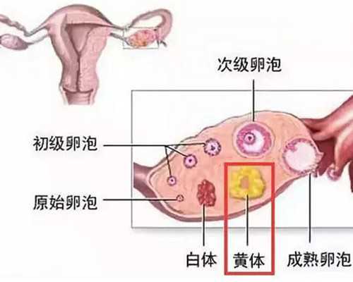 武汉助孕网助孕 武汉同济医院三代试管婴儿成功率: ‘孕囊几周看男女最准’