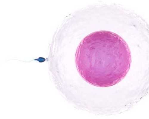 甘肃代孕正规吗 甘肃妇幼保健院供精试管婴儿所需时间 ‘孕囊数值怎么看男女