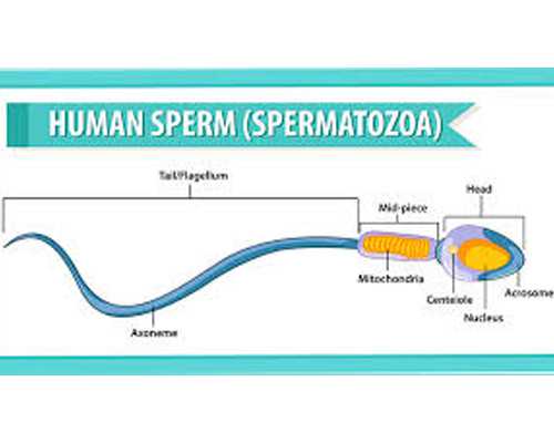 厦门代孕公司哪个正规 厦门生殖中心推荐 ‘6一7周孕囊大小看男准不准女’
