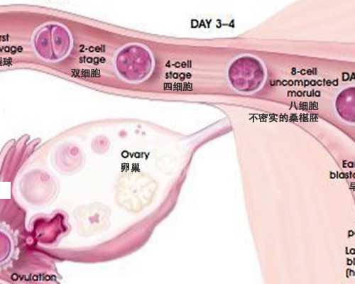 甘肃湘雅二医院试管婴儿成功率高吗,甘肃8万元做三代试管包生男孩是骗局吗?