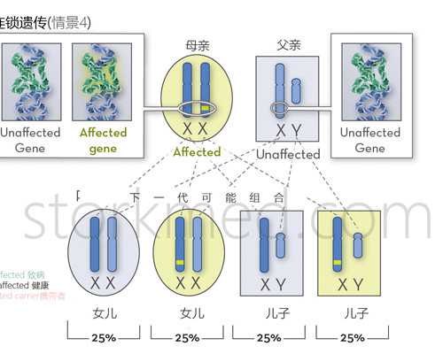 兰州供卵的医院 2023兰州大学第一医院供精人授流程一览 ‘由双顶径看男女’