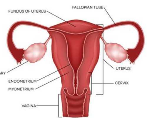 怀孕后女性乳房有什么变化?怎么准确判断是否怀孕?