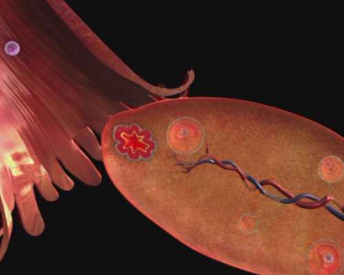 武汉包成功代怀网,武汉三代试管包性别,武汉试管医院第三代包性别吗