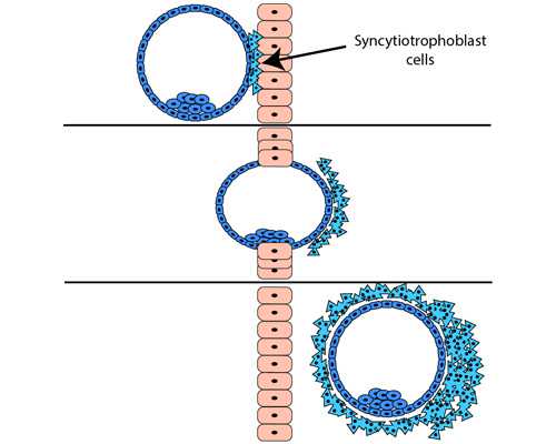 偶尔吃一次紧急避孕药有害吗(避孕药吃多了会怎么样)
